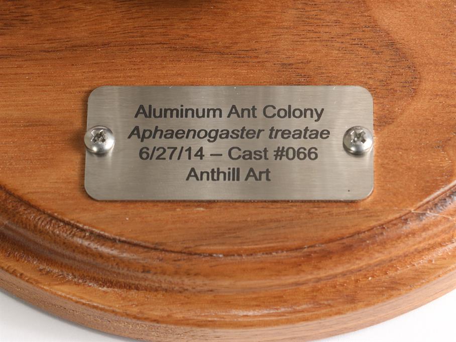 Aluminum Aphaenogaster treatae Ant Colony Cast #066 - Plaque Picture.